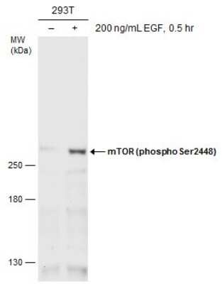 Western Blot: TOR/mTOR [p Ser2448] Antibody [NBP3-13144]
